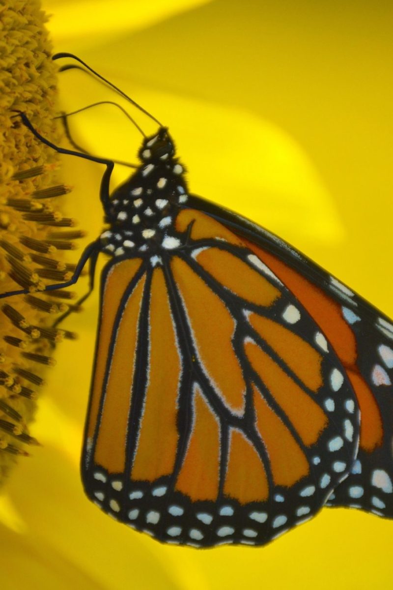 Monarch butterfly (Danaus plexippus)