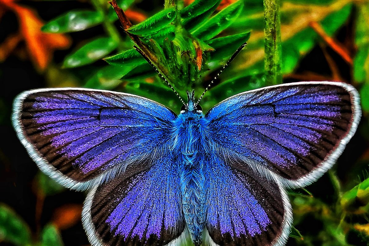 Common Blue Butterfly (Polyommatus icarus)