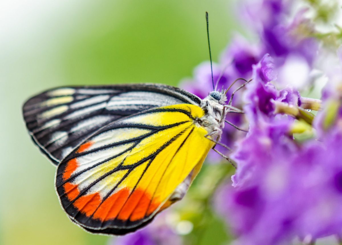 Painted Jezebel (Delias hyparete metarete)